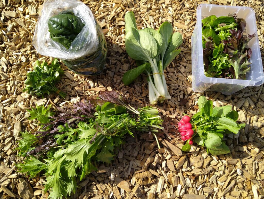 Salate und mehr in der Gemüsekiste